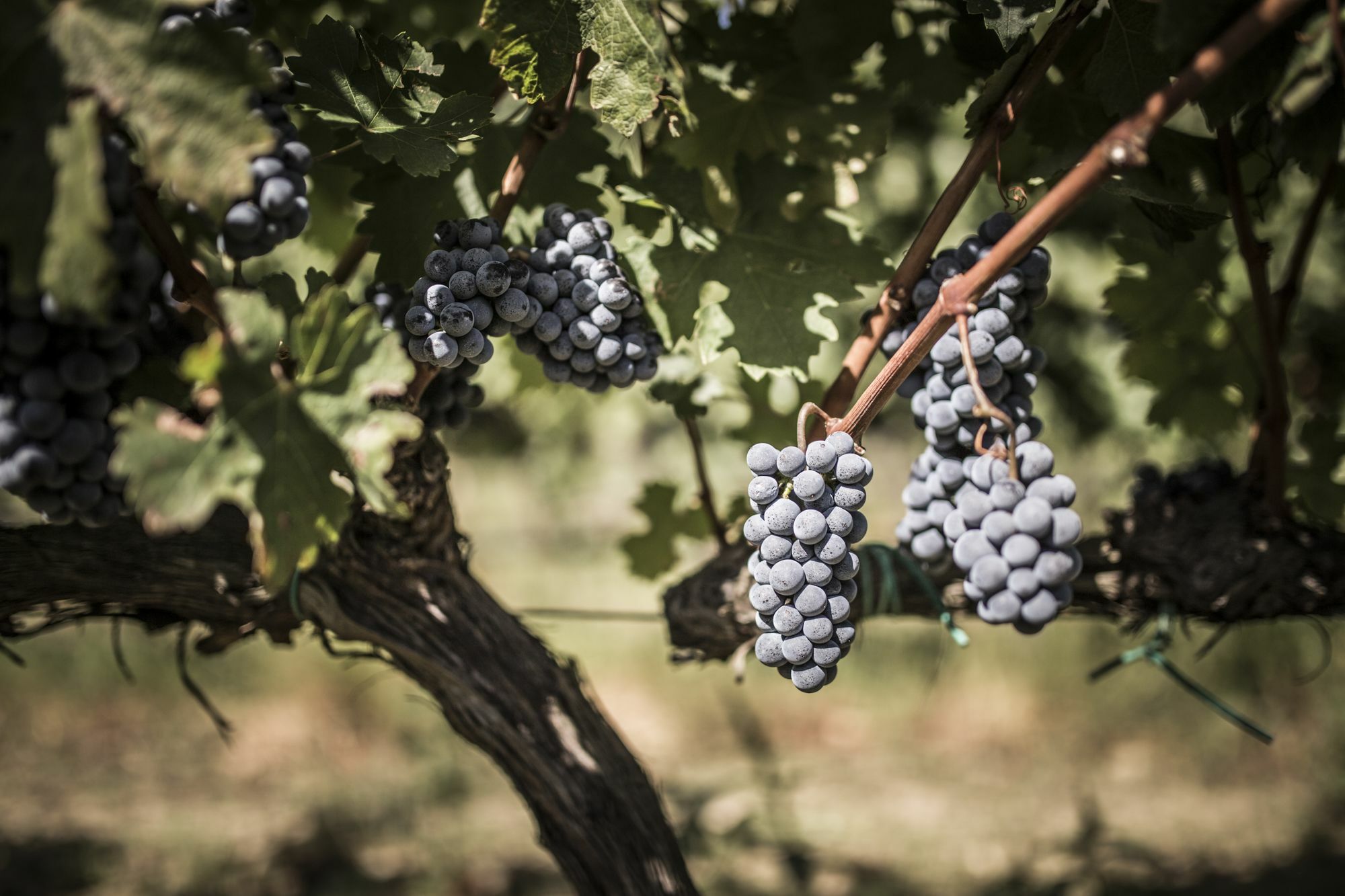 Agriturismo Il Giriatello Кротоне Екстериор снимка