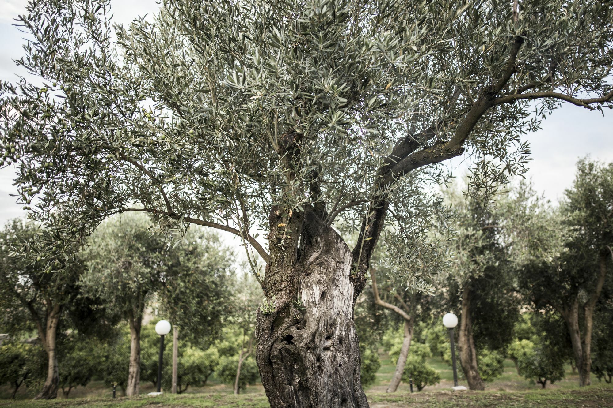 Agriturismo Il Giriatello Кротоне Екстериор снимка